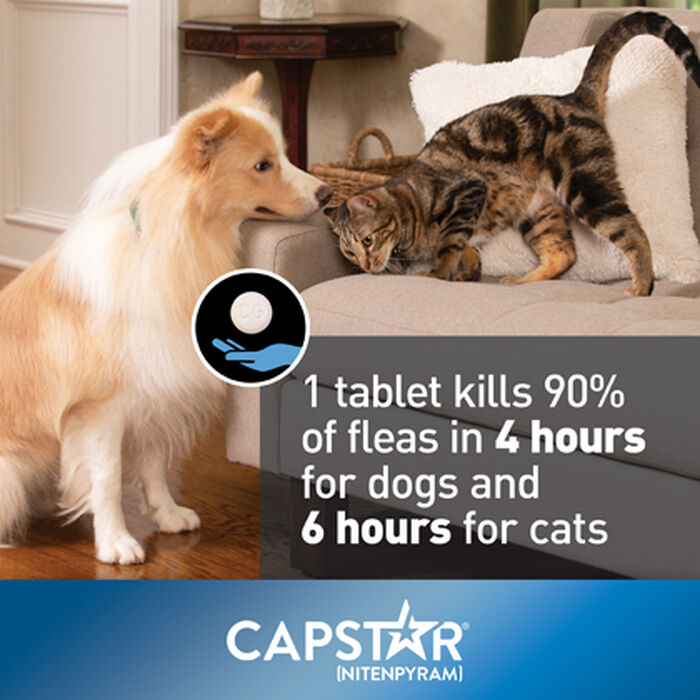 Bundle: Capstar + Flea5X Plus - Flea Treatment Bundle for Dogs product detail number 1.0