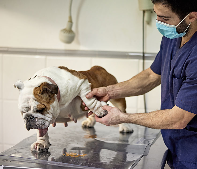 Arthritis is pain, swelling, and inflammation in one or more joint.