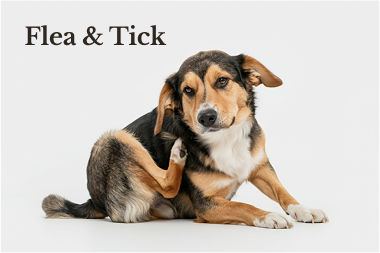 Flea and Tick